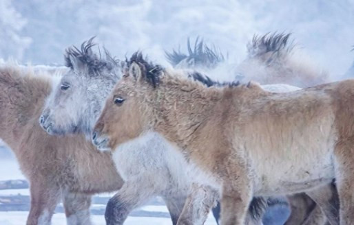 Rusya'nın Oymyakon kentinde hava sıcaklığı eksi 60 derece