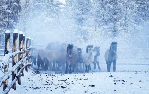 Rusya'nın Oymyakon kentinde hava sıcaklığı eksi 60 derece