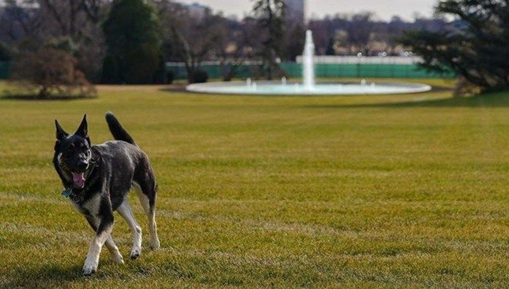 Joe Biden'ın köpeğinden yeni vukuat