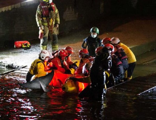Thames nehrine giren balina için kurtarma operasyonu