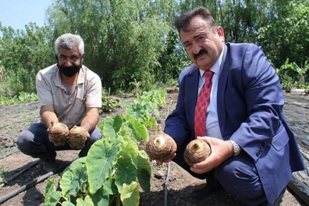 Çiftçinin yeni gözdesi gölevez: Dönümde 50 bin TL kazandırıyor