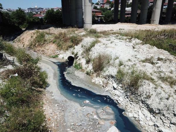 İstanbul'da endişelendiren görüntü! Hayvanlar ölmeye başladı