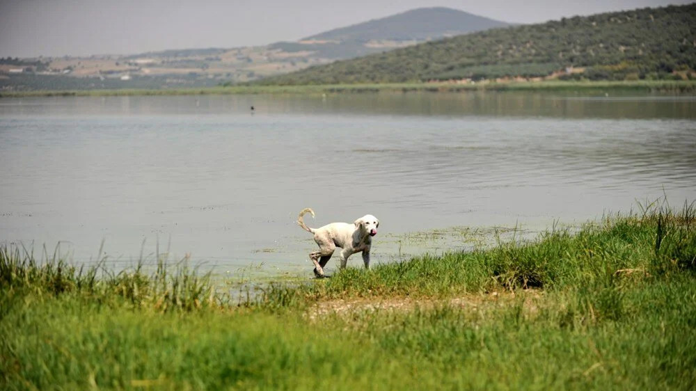 Uluabat Gölü, yeşile büründü!