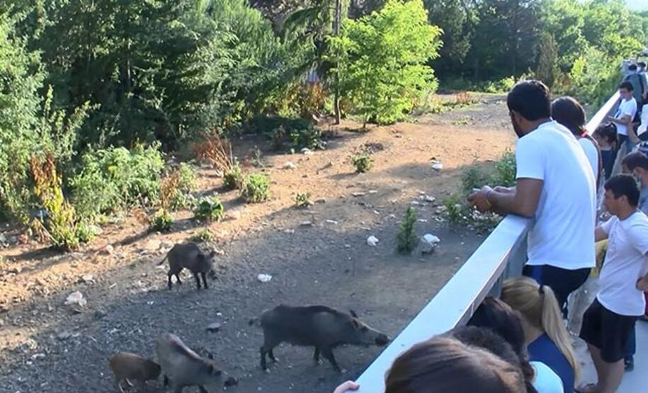 Kovid-19, hayvanlarda mutasyona uğrayıp tekrar yayılır mı?