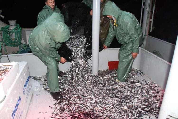 Karadeniz'den uyarı! Hamsi avı yasaklansın