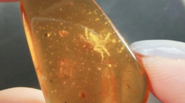 Dinozorların ayaklarının altında açtılar: 99 milyon yıllık çiçekler