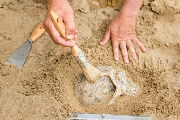 İsrail'de 1,5 milyon yıllık insan omuru bulundu