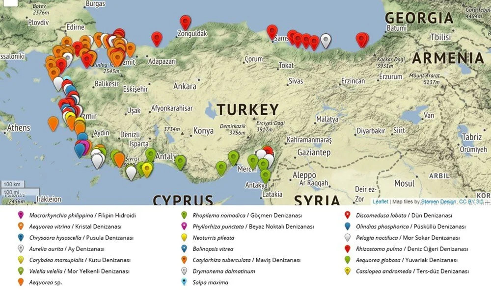 Tehlikeli türler: Sahillerde denizanası korkusu!