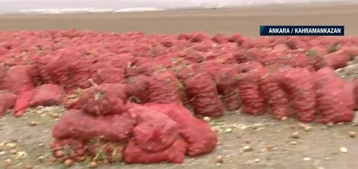 Tonlarca soğan ziyan oldu: Stokçuluk skandalı!