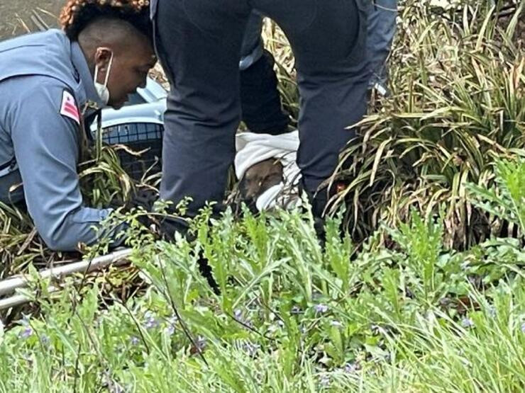 ABD senatosunda kuduz tilki krizi: 9 kişiyi ısırdı!