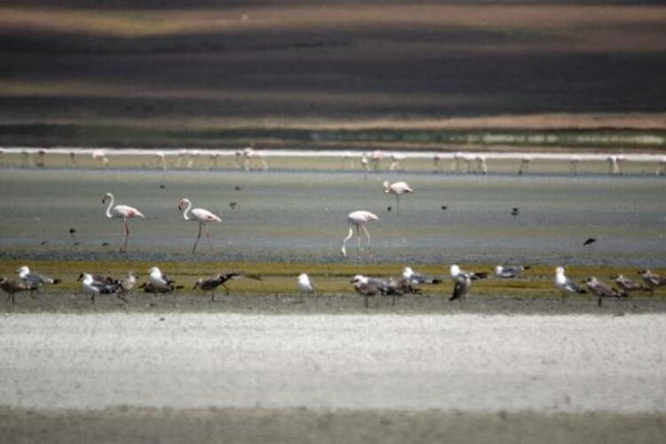 Göller kurudu... Flamingo cenneti çöl oldu!