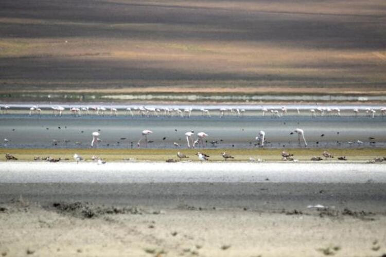 Göller kurudu... Flamingo cenneti çöl oldu!