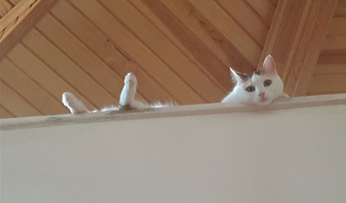 Kedilerin sevdiği insanların ortak özellikleri