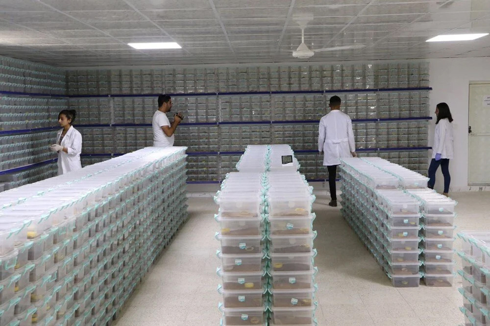 Akrep çiftliği kurdu: Mucizevi zehrin litresi 10 milyon dolar!
