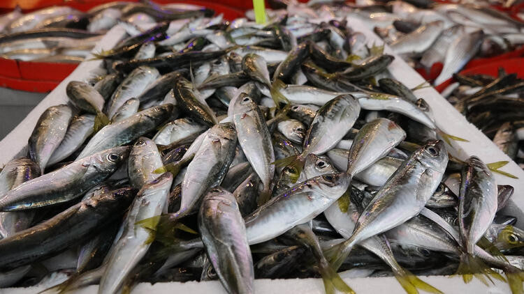 Balık tezgahlarının yeni gözdesi istavrit
