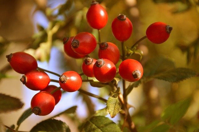 Portakaldan çok daha yüksek C vitamini içeren besin...