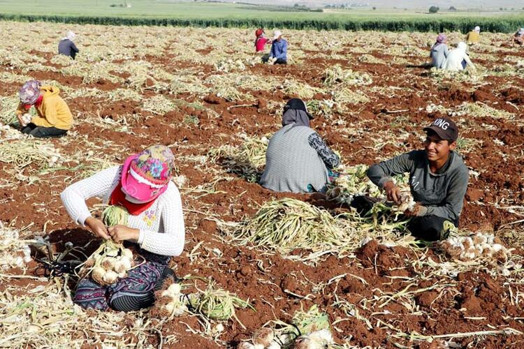 Sarımsak hasadı başladı: Tarlada 9, markette 30 lira...