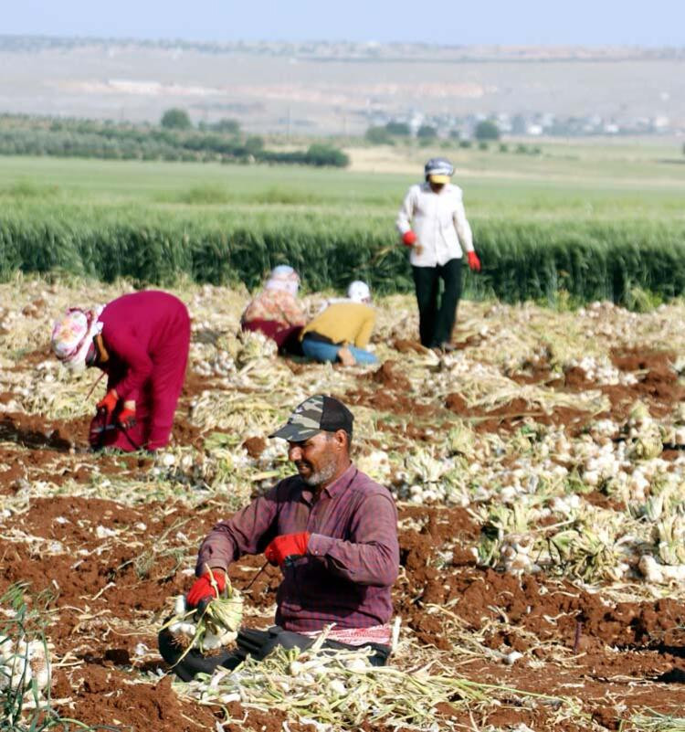 Sarımsak hasadı başladı: Tarlada 9, markette 30 lira...