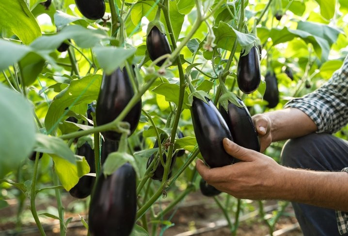 Akciğer kanserinden prostata tüm hastalıkların şifası mucizevi sebze!