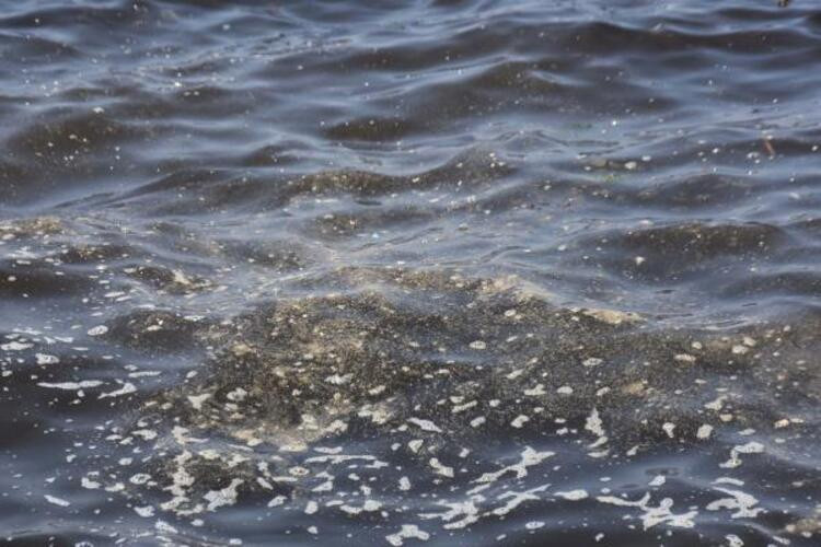 Uzman isimden 'İzmir Körfezi' açıklaması: Çok ağır hasta!