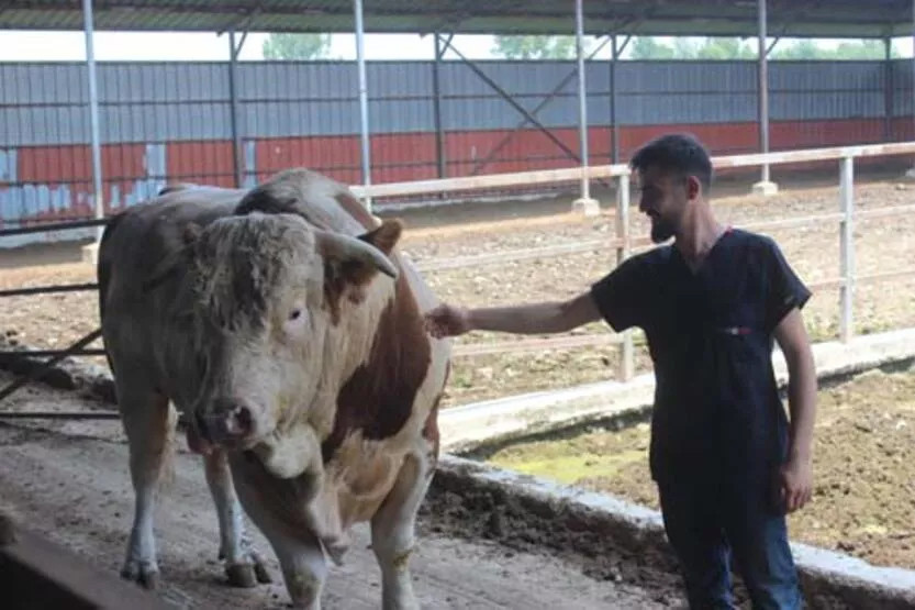 İkinci el otomobil fiyatına kurbanlık boğa!