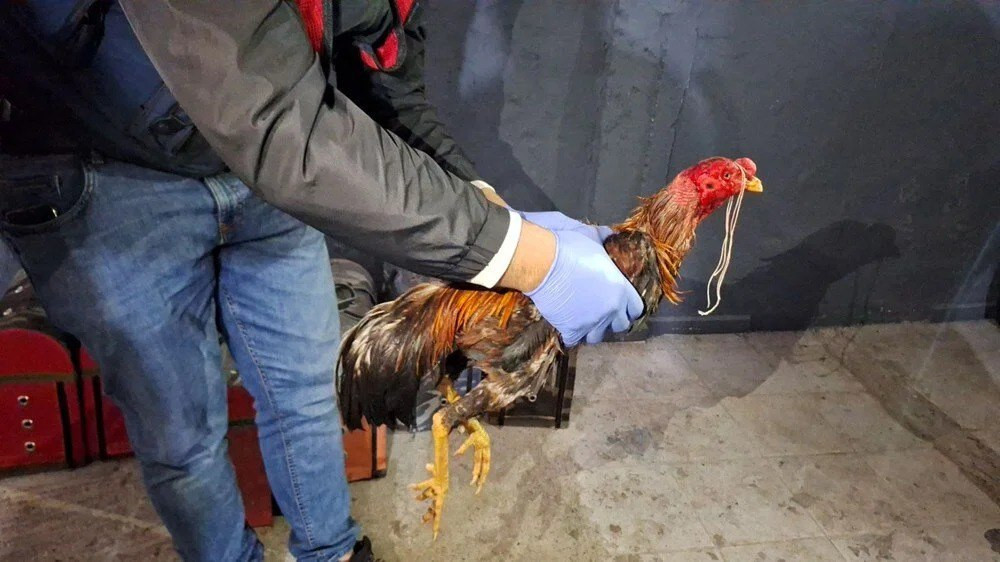 Hayvanları koruma derneğinde horoz dövüşü