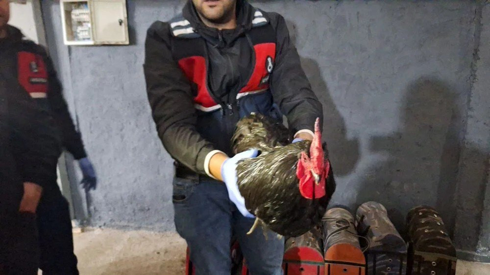 Hayvanları koruma derneğinde horoz dövüşü