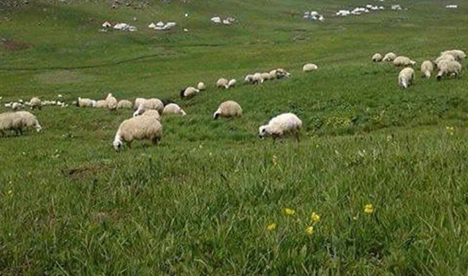 100 bin lira maaşla çoban bulamıyorlar