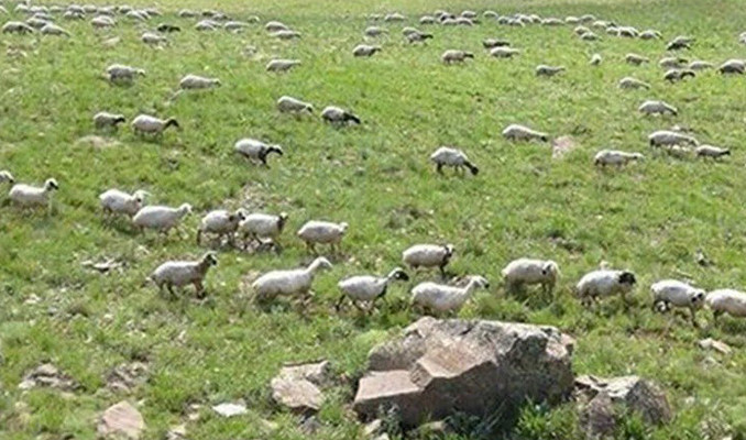 100 bin lira maaşla çoban bulamıyorlar