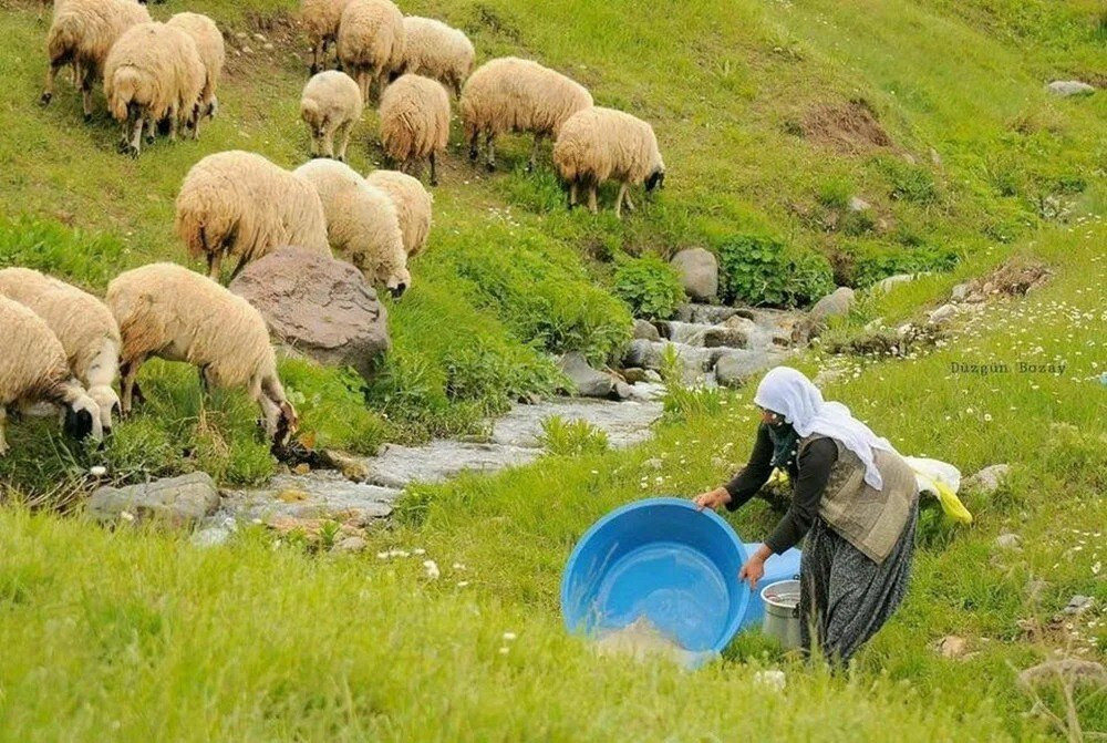 100 bin lira maaşla çoban bulamıyorlar