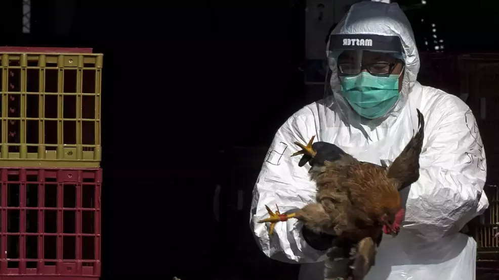 DSÖ'den kötü haber geldi: Kuş gribi can aldı!