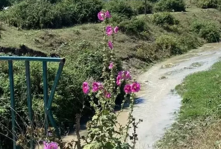 Milyonluk ceza durduramadı! Beyaz et firması dereyi kirletmeye devam etmiş
