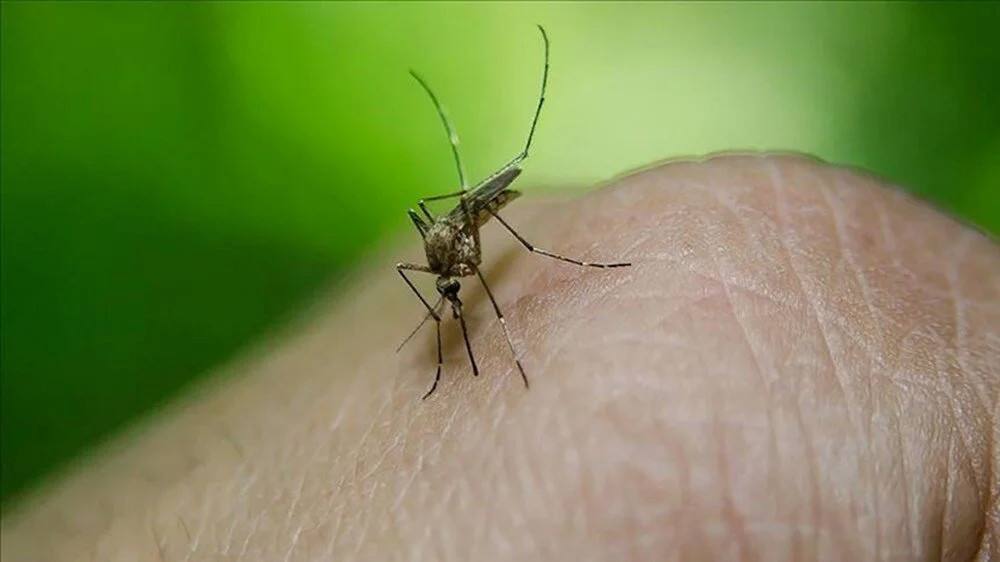 Bangladeş'te dang humması alarmı: Bir günde 463 kişi hastaneye kaldırıldı!