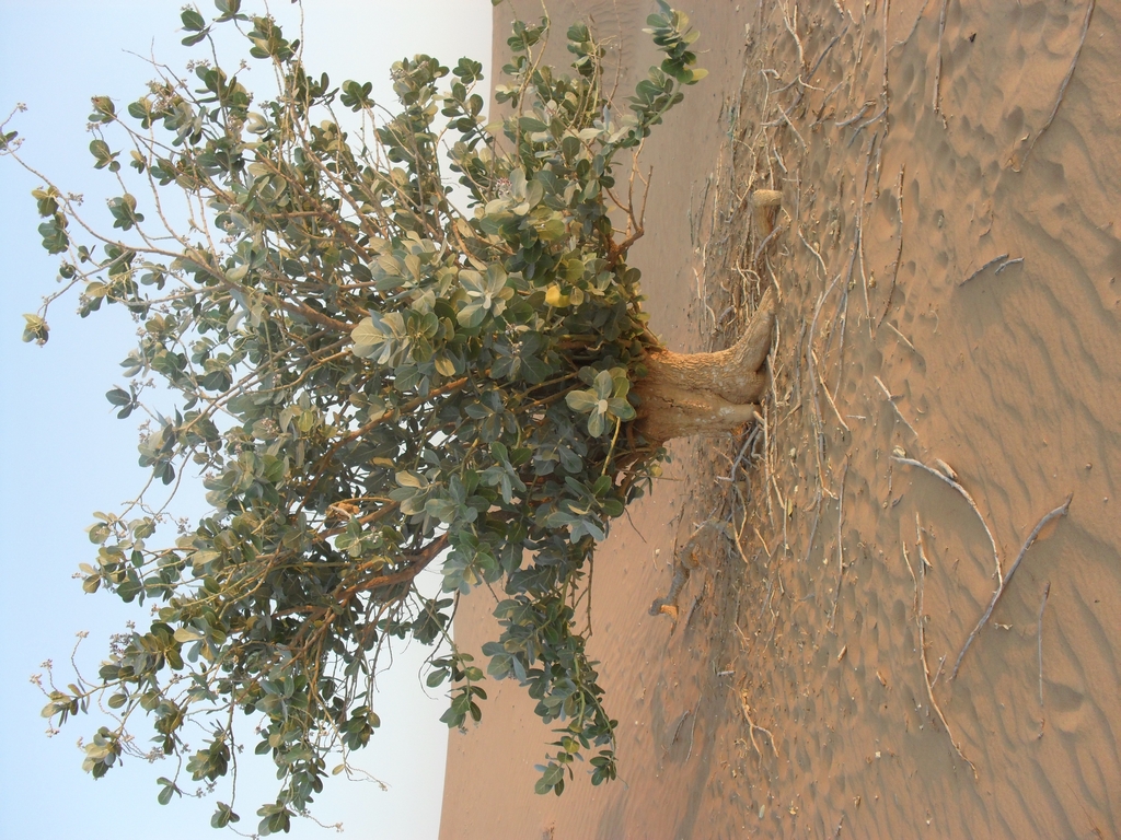 Bilinmeyen Ras Al Khaimah 
