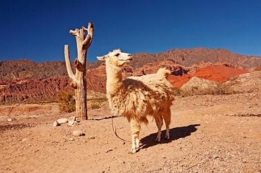 Sudan ucuz benzin satanlar